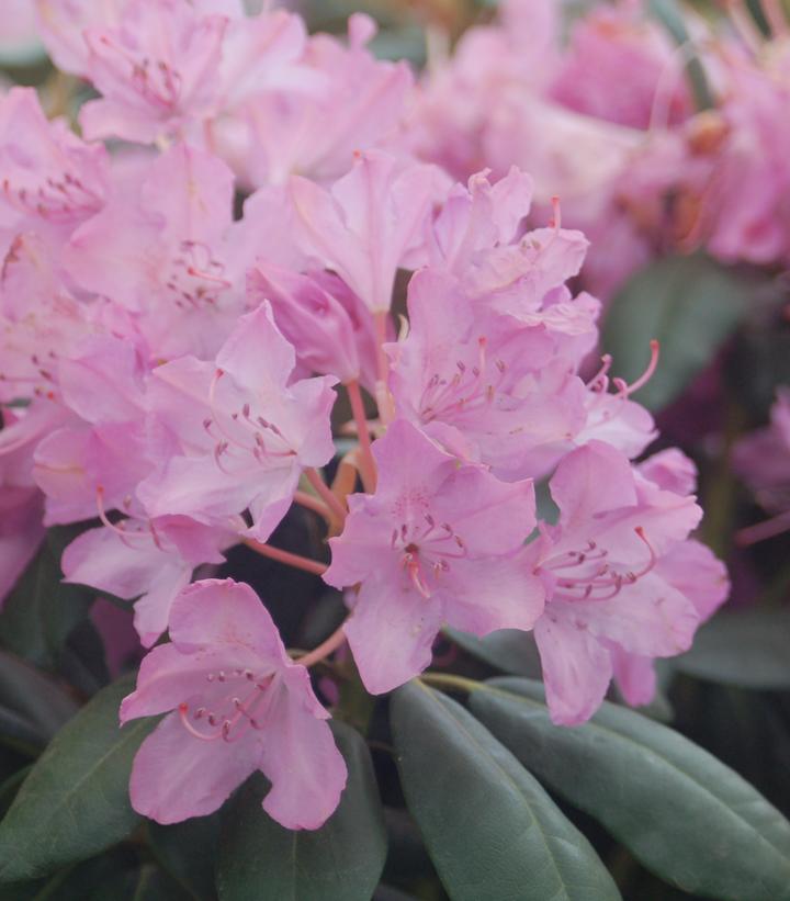 Rhododendron cat. 'English Roseum' (English Roseum Rhododendron)