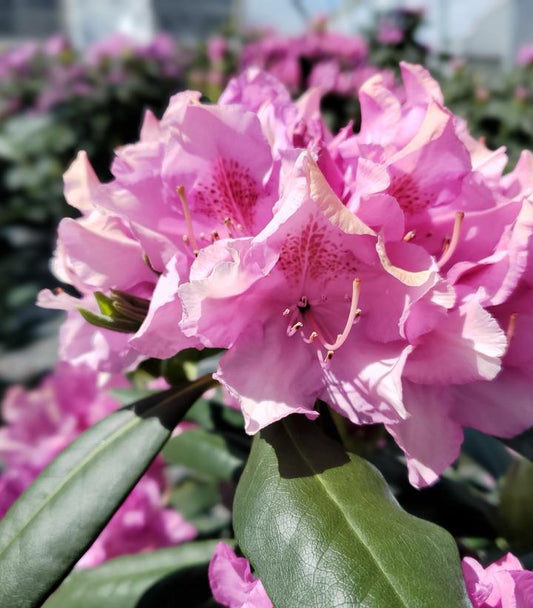 Rhododendron cat. Roseum Elegans (Roseum Elegans Rhododendron)