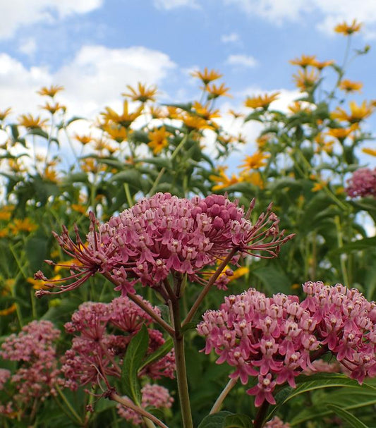 Asclepias incarnata (Swamp Milkweed)