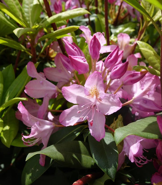 Rhododendron maximum Independence (Independence Rosebay Rhododendron)