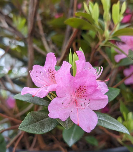 Rhododendron Olga Mezitt (Olga Mezitt Rhododendron)