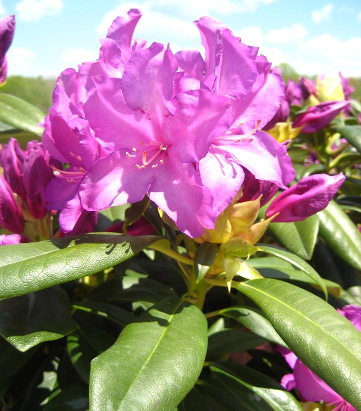 Rhododendron 'Purple Passion' (Purple Passion Rhododendron)