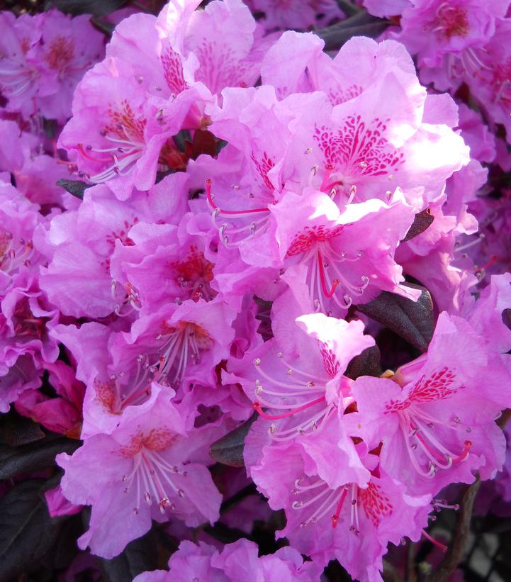 Rhododendron X Midnight Ruby (Midnight Ruby Rhododendron)