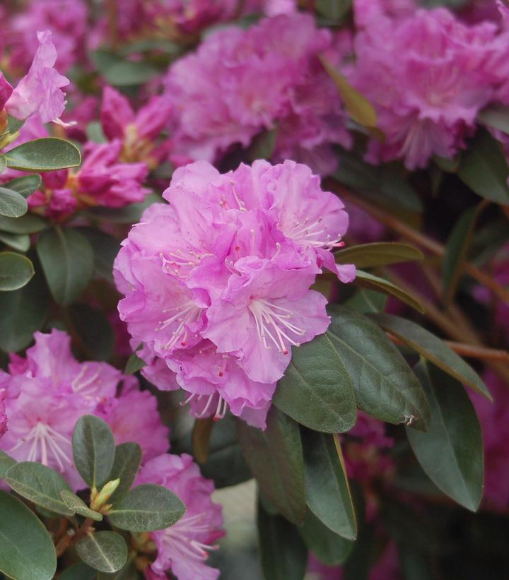 Rhododendron X PJM Elite (PJM Elite Rhododendron)