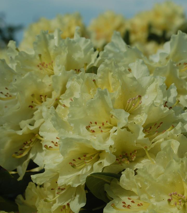 Capristano Rhododendron Rhododendron Capistrano (Capistrano Rhododendron) – Nursery Stock ...