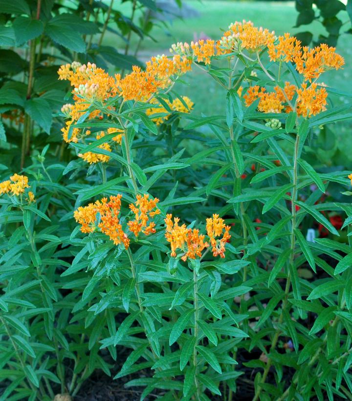 Asclepias tuberosa (Butterfly Milkweed)