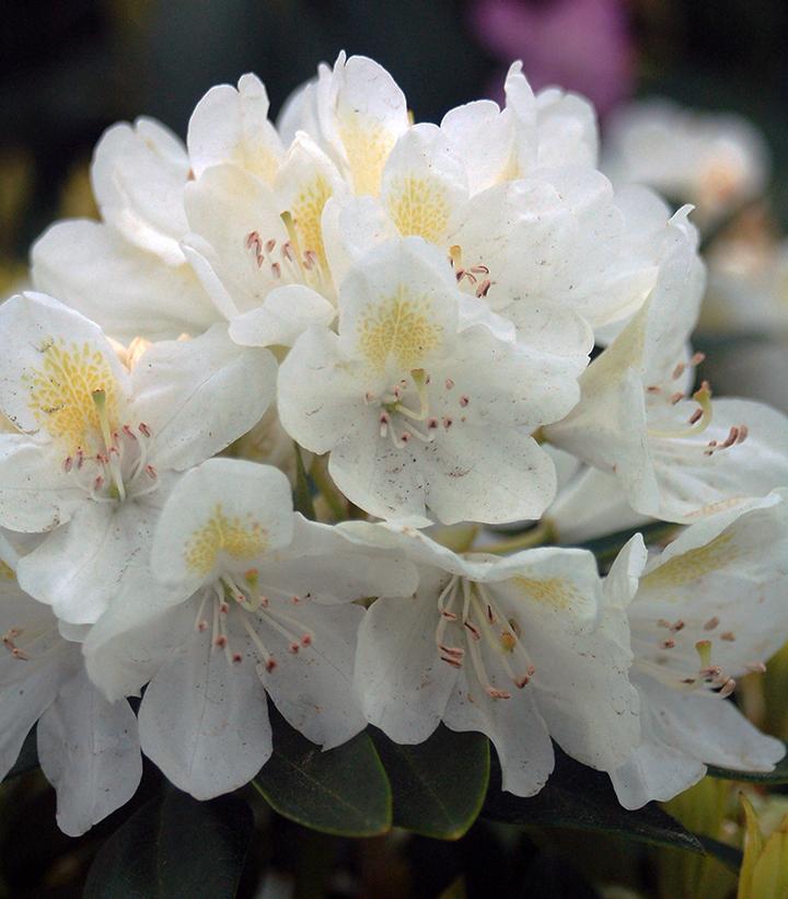 Rhododendron cat. Chionoides (Chionoides Rhododendron)