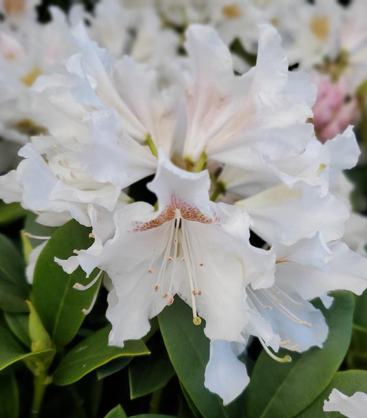 Rhododendron cat. Cunningham's White (Cunningham's White Rhododendron)