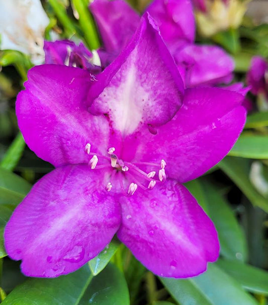 Rhododendron cat. Lees Dark Purple (Lees Dark Purple Rhododendron)