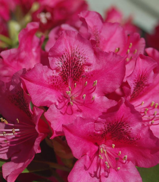 Rhododendron cat. Nova Zembla (Nova Zembla Rhododendron)