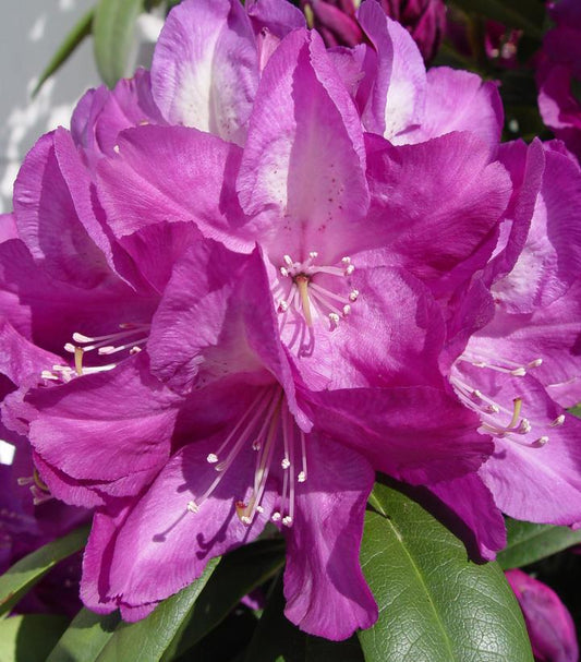 Rhododendron Minnetonka (Minnetonka Rhododendron)