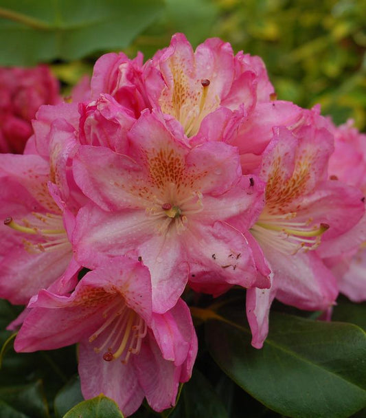 Rhododendron 'Scintillation' (Scintillation Rhododendron)