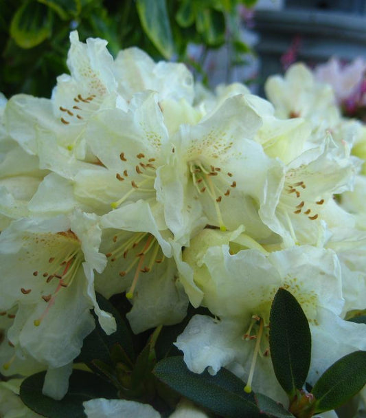 Rhododendron Towhead (Towhead Rhododendron)