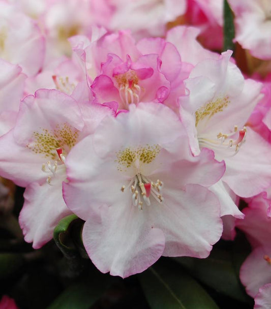 Rhododendron yak. Ken Janek (Ken Janeck Rhododendron)