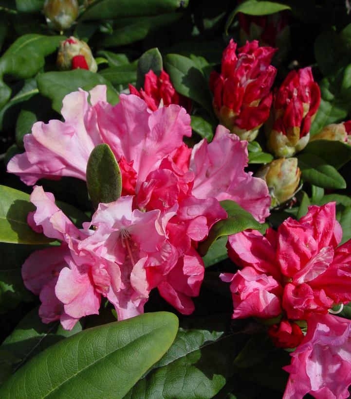Rhododendron yak. Prince (Yaku Prince Rhododendron)