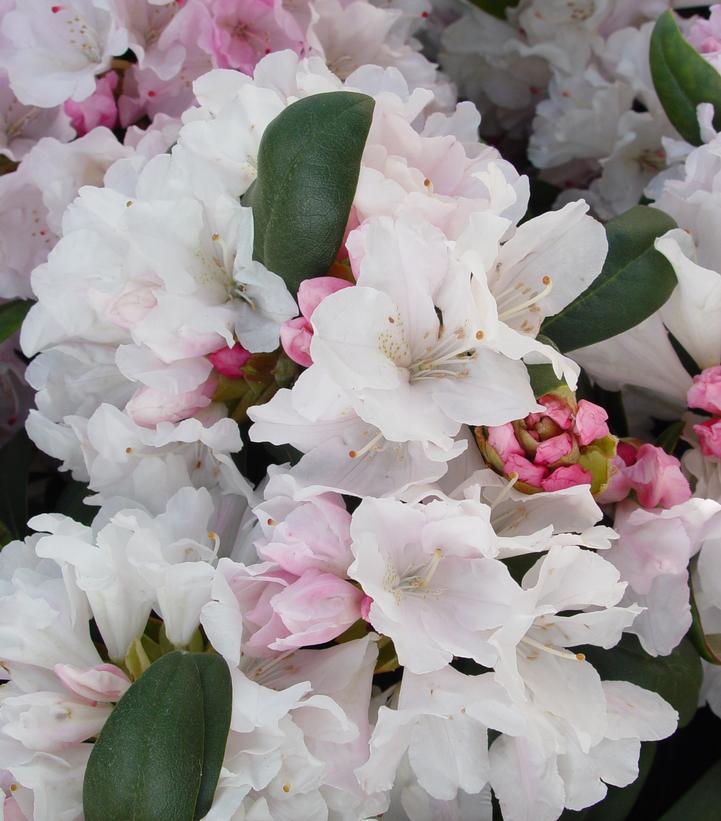 Rhododendron yak. Princess (Yaku Princess Rhododendron)