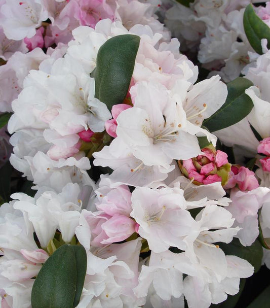 Rhododendron yak. Princess (Yaku Princess Rhododendron)
