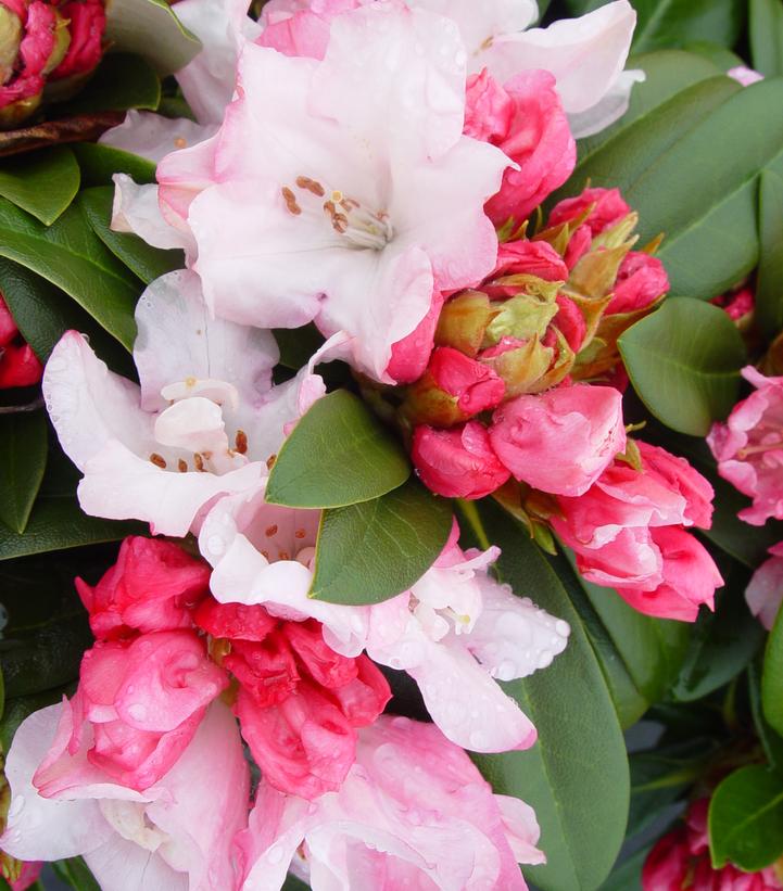 Rhododendron Mardi Gras (Mardi Gras Rhododendron)
