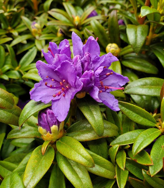 Rhododendron X Blue Baron (blue baron rhododendron)