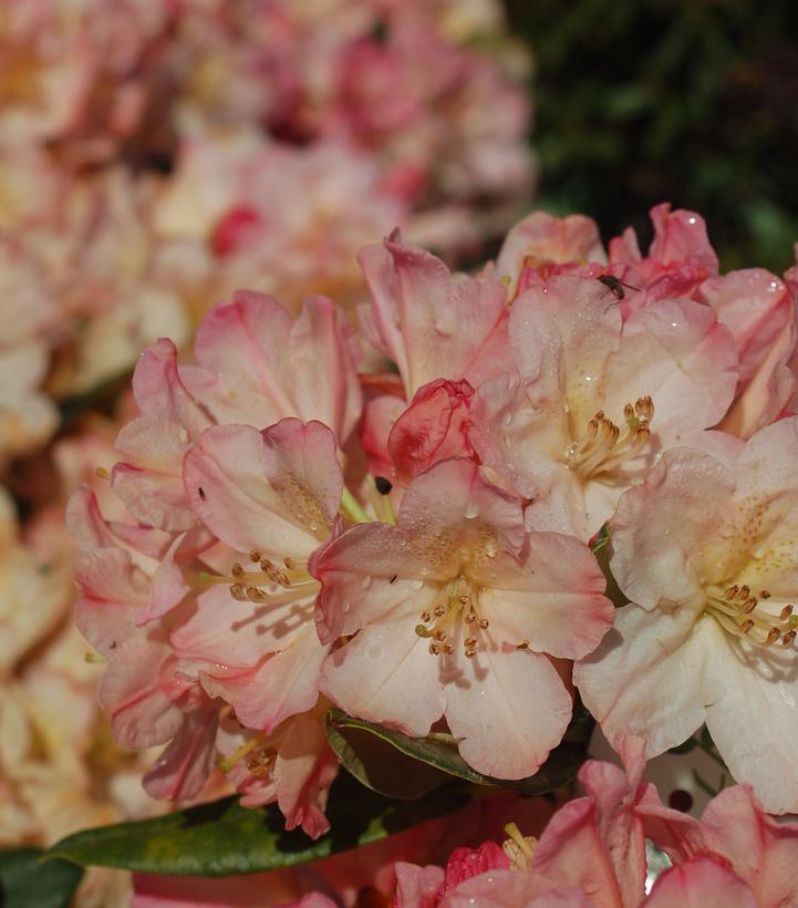 Rhododendron yak. Percy Wiseman (Percy Wiseman Yak Rhododendron)