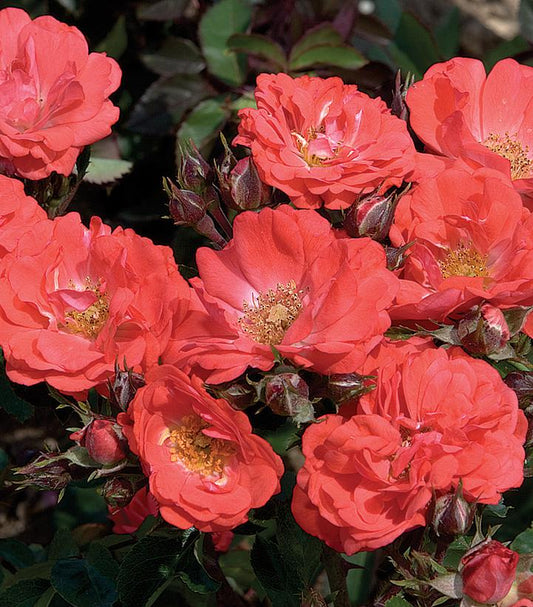 Rosa Coral Drift® (Coral Drift® Rose)