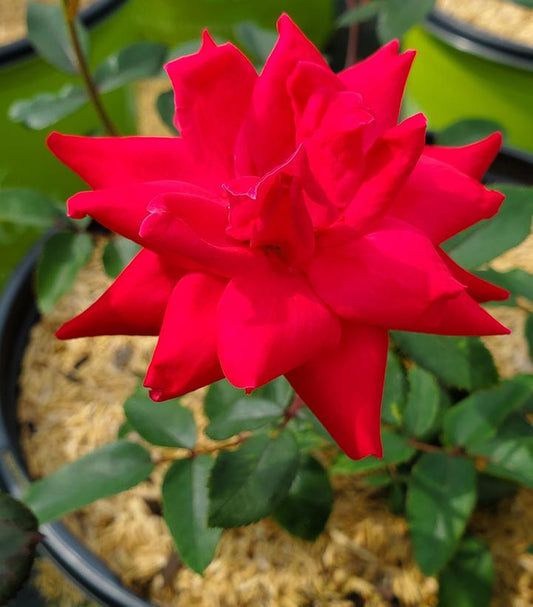 Rosa Double Knock Out® (Double Knock Out® Rose)