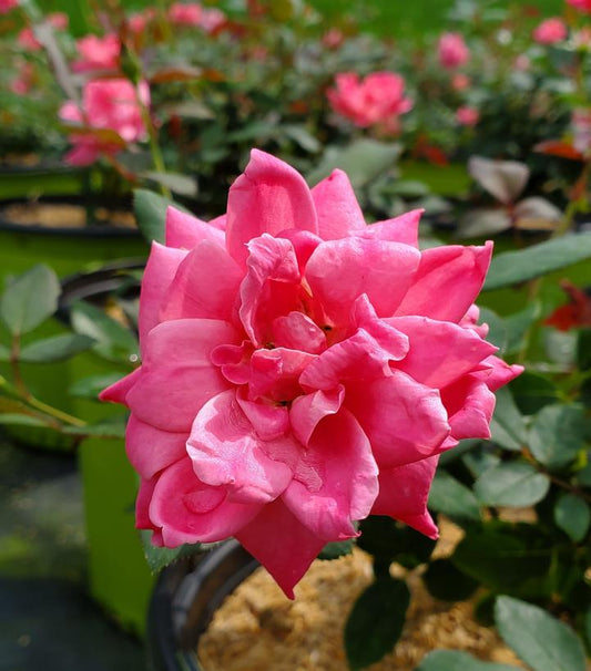 Rosa Double Pink Knock Out® (Double Pink Knock Out® Rose)