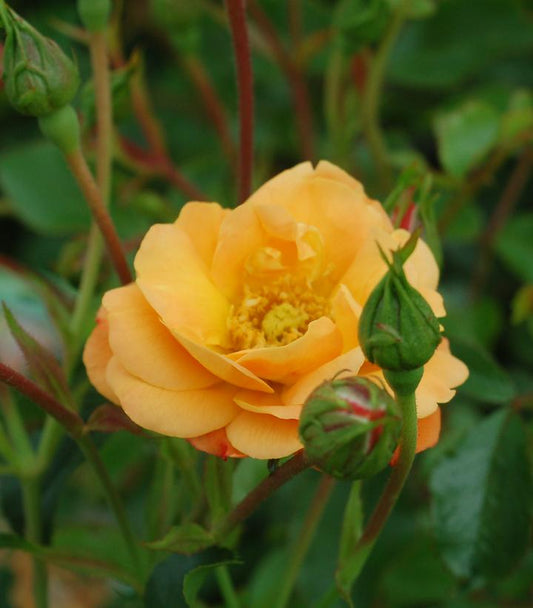 Rosa Flower Carpet Amber (Amber Flower Carpet Rose)