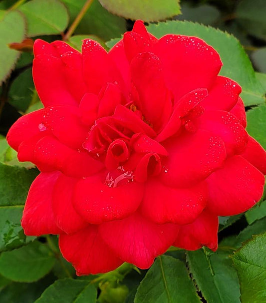 Rosa Easy Elegance® Super Hero (Super Hero Rose)