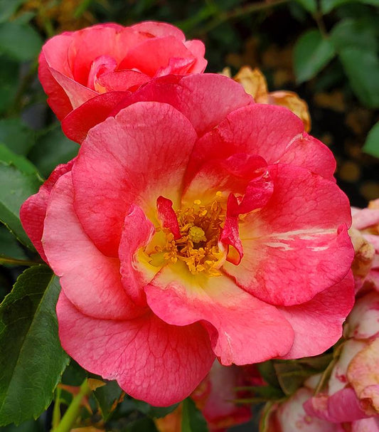 Rosa Easy Elegance® Sunrise Sunset (Sunrise Sunset Rose)