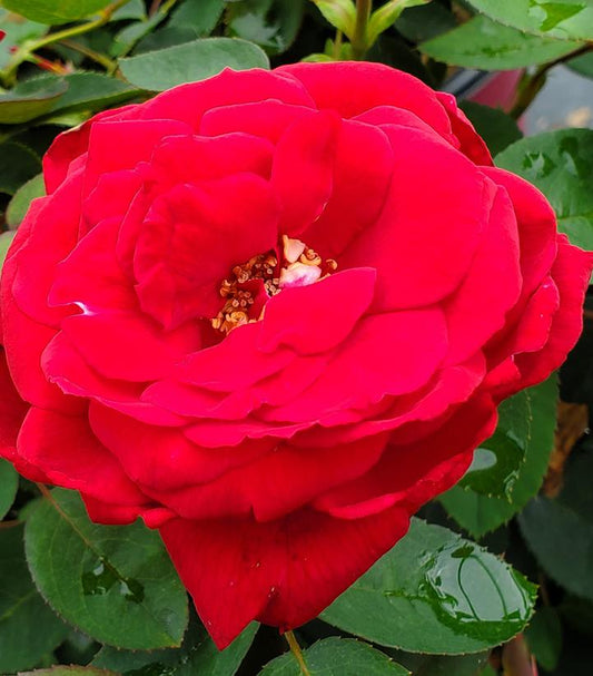 Rosa Easy Elegance® Kashmir (Kashmir Rose)