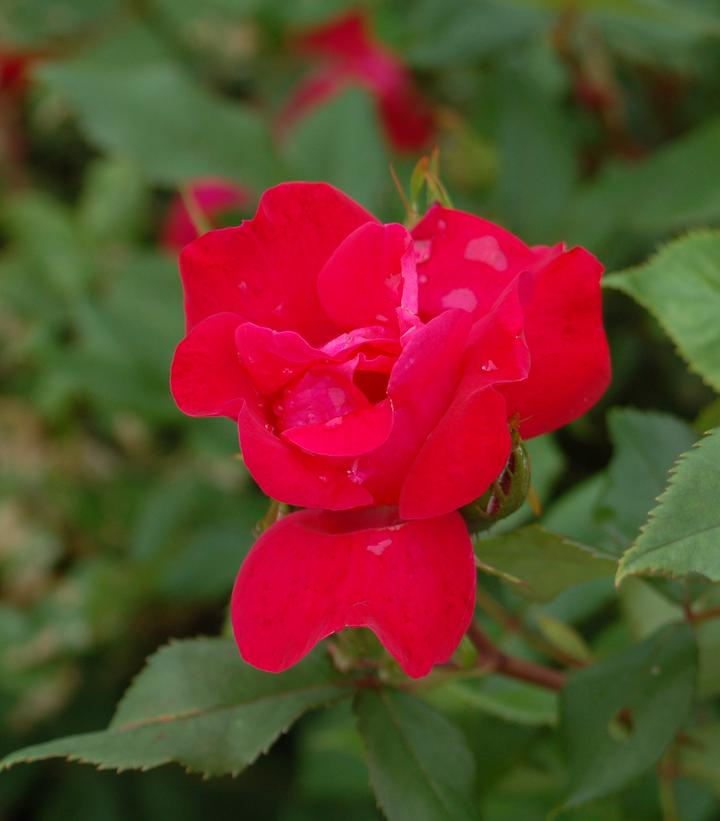 Rosa Knock Out® (Knock Out® Rose)