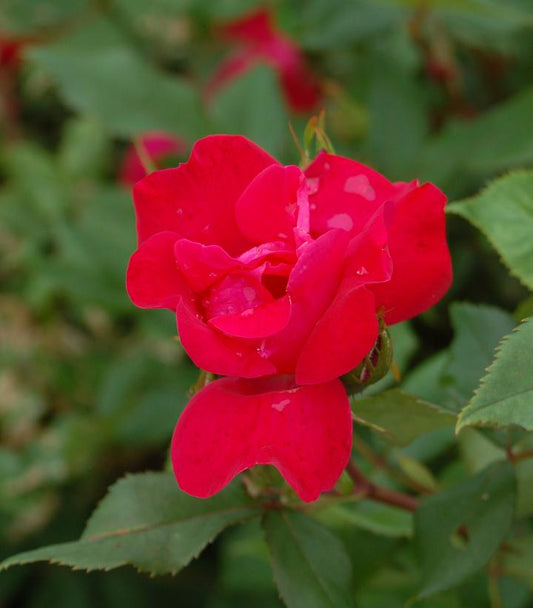 Rosa Knock Out® (Knock Out® Rose)