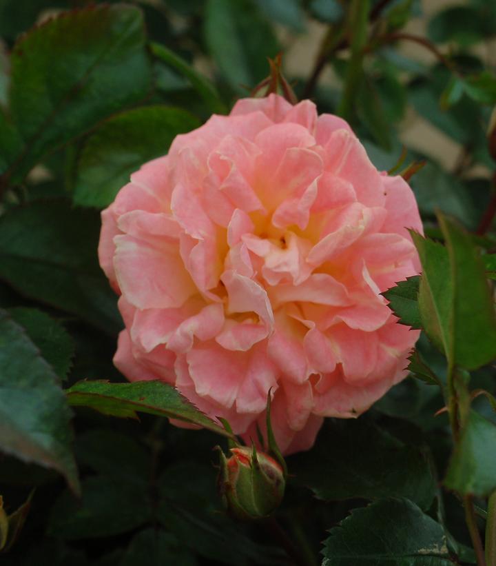 Rosa Peach Drift® (Peach Drift® Rose)