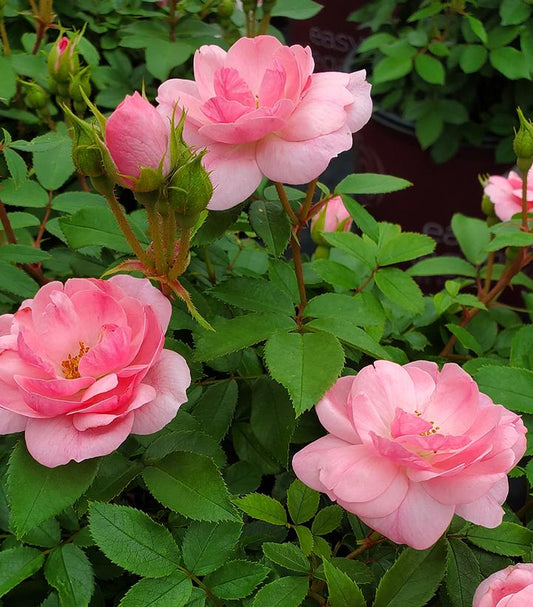 Rosa Easy Elegance® Pinktopia (Pinktopia Rose)
