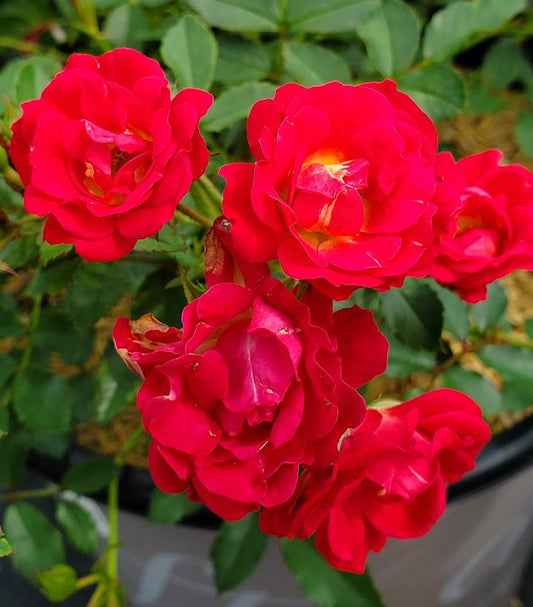 Rosa Red Drift® (Red Drift® Rose)