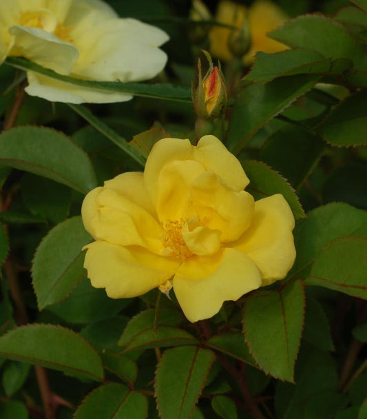 Rosa Sunny Knock Out® (Sunny Knock Out® Rose)