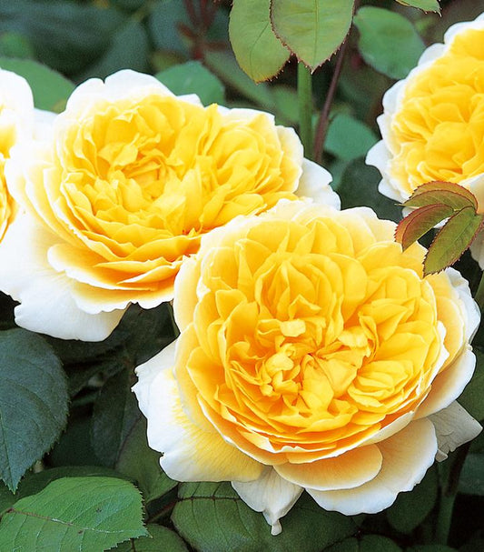 Rosa Charlotte™; (Charlotte™;® English Rose)