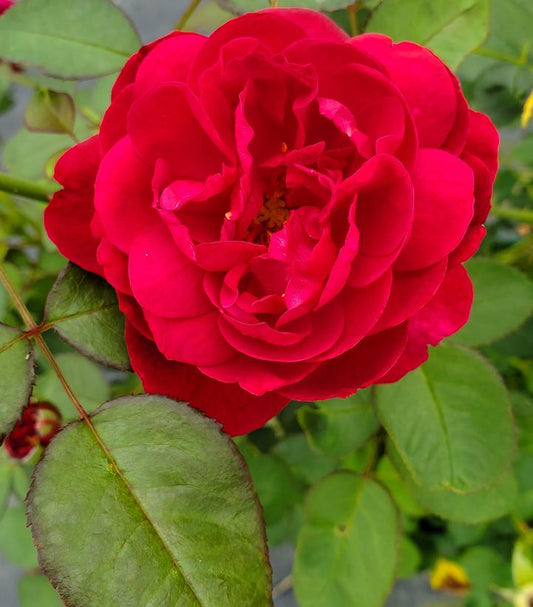 Rosa Darcey Bussell (Darcey Busssell English Rose)