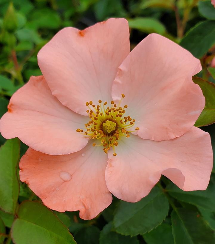 Rosa Flower Carpet- Coral (Coral Flower Carpet Rose)