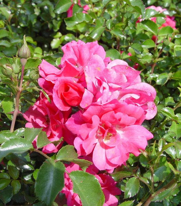 Rosa Flower Carpet- Pink (Pink Flower Carpet Rose)