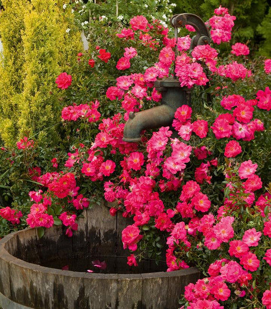 Rosa Flower Carpet Pink Supreme (Pink Supreme Flower Carpet Rose)