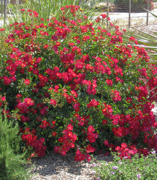 Rosa Flower Carpet- Red (Red Flower Carpet Rose)