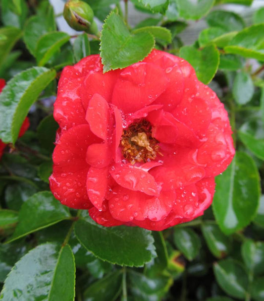 Rosa Flower Carpet Scarlet (Scarlet Flower Carpet Rose)