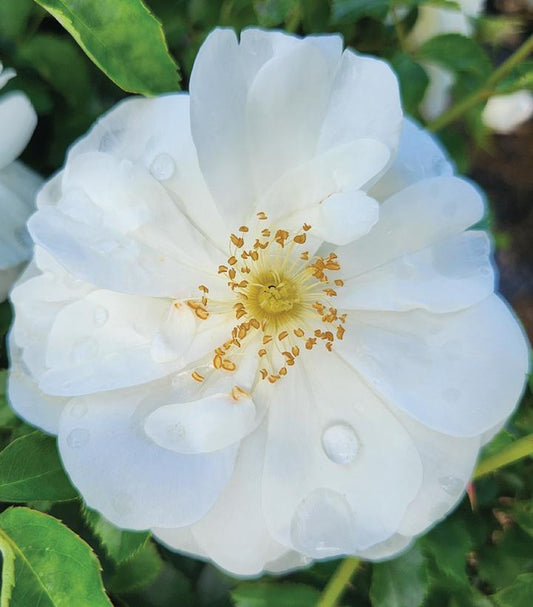 Rosa Flower Carpet- White (White Flower Carpet Rose)