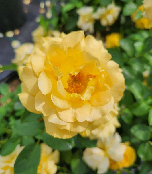 Rosa Easy-to-Love® Julia Child™; (Julia Child™; Floribunda Rose)