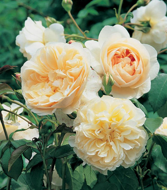 Rosa Lichfield Angel (Lichfield Angel)