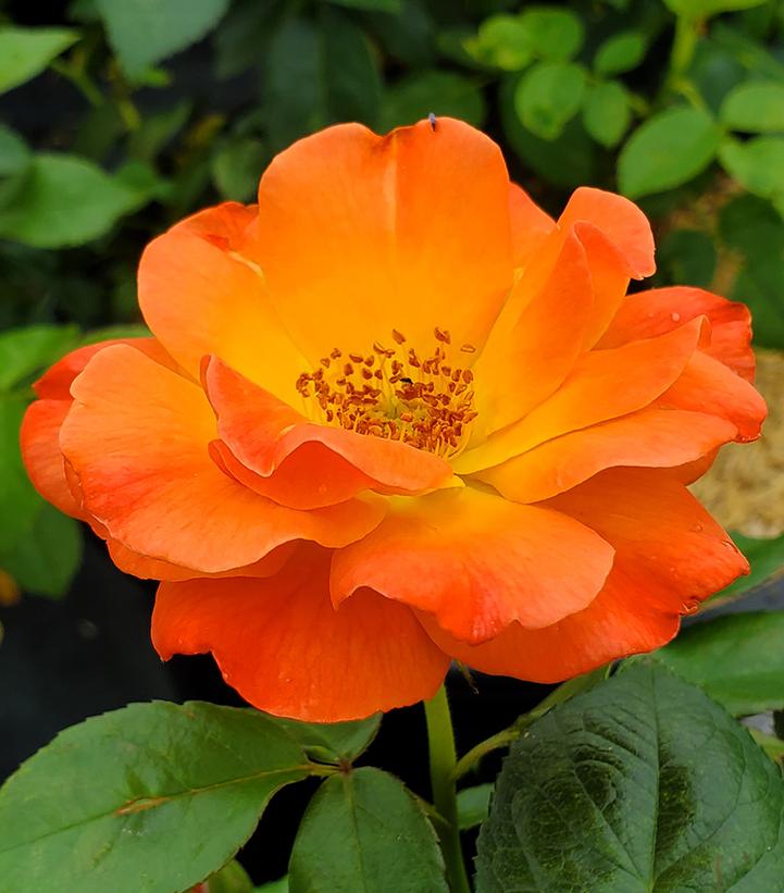 Rosa Easy-to-Love® Livin' Easy™; (Livin' Easy™; Rose)