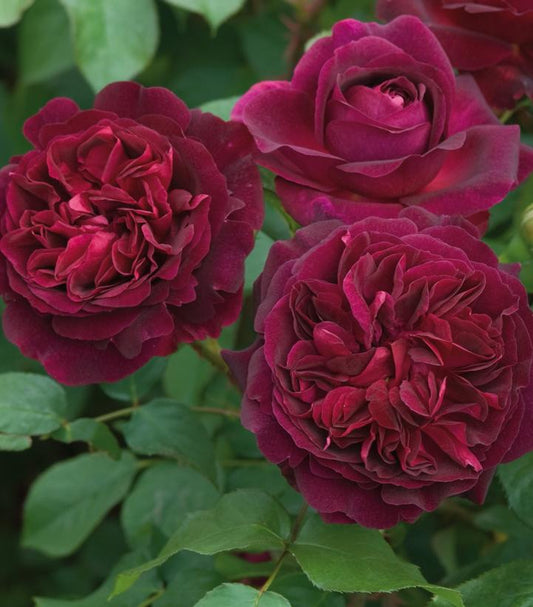 Rosa Munstead Wood (Munstead Wood English Rose)