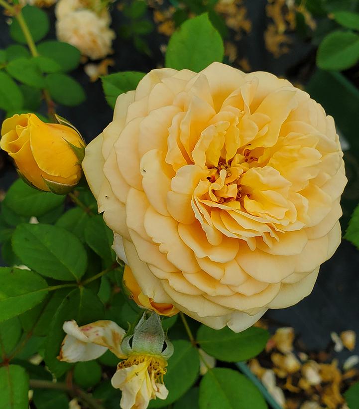 Rosa Teasing Georgia® (Teasing Georgia® Climbing Rose)